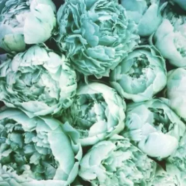 Profile image of 예엥