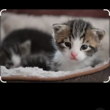 Profile image of 냥줍오비스트