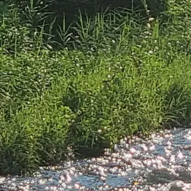 Profile image of 공룡