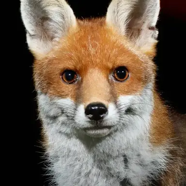 Profile image of 여우