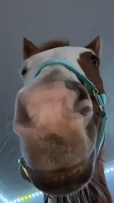 Profile image of Comet