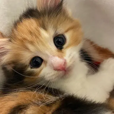 Profile image of Cookie