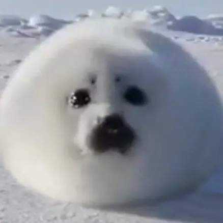 beautygirl_collecter의 동글동글 사쿵야 하프물범 키우기