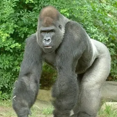Profile image of ジョージ