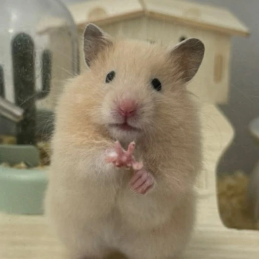 집착 햄스터