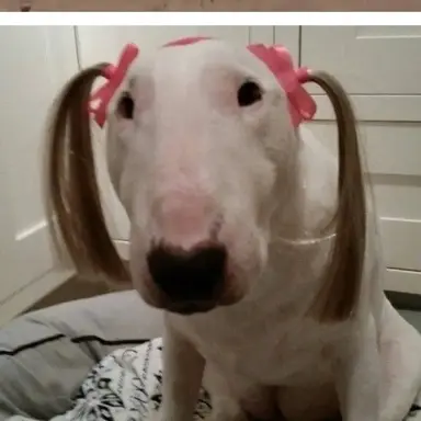 Profile image of 애쉬-여우