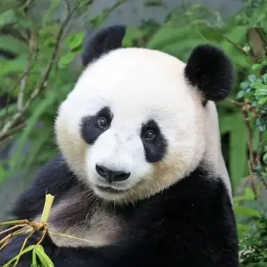 Profile image of 판다