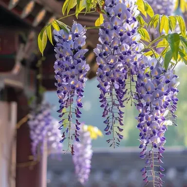 Profile image of 쿠죠인 이스미