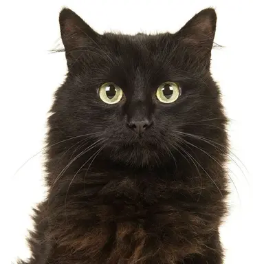 Profile image of ヒチョル