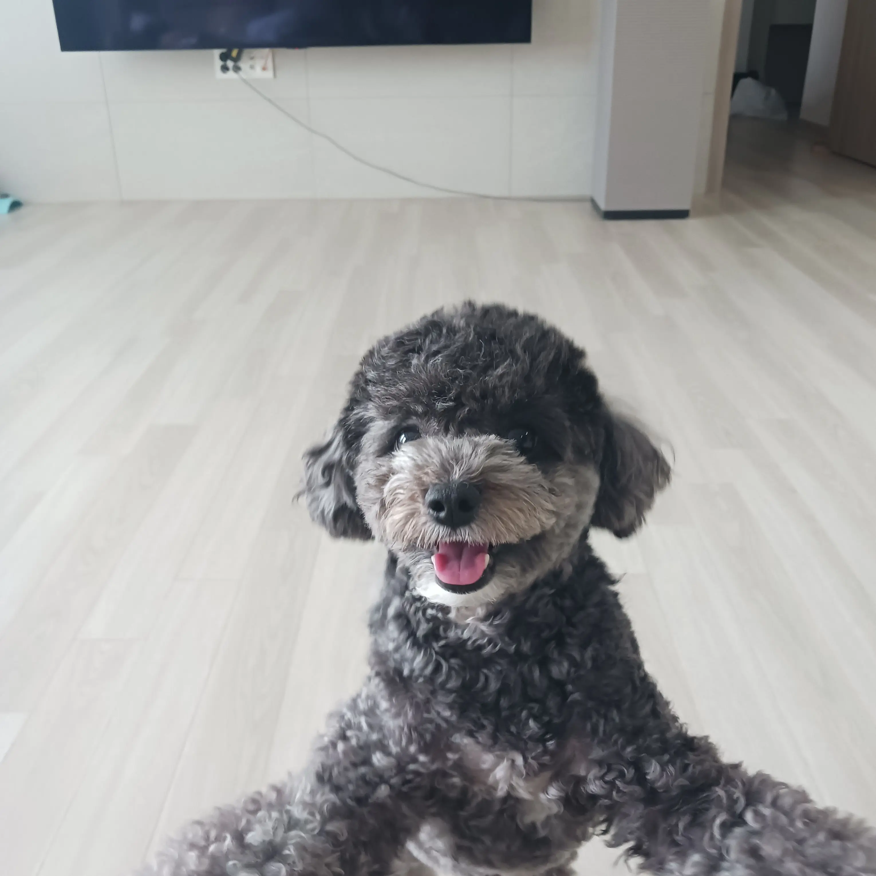 PPOOO의 여우 참교육하기