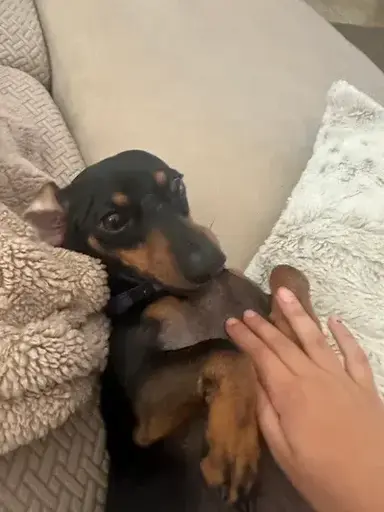 Profile image of Angel Dust