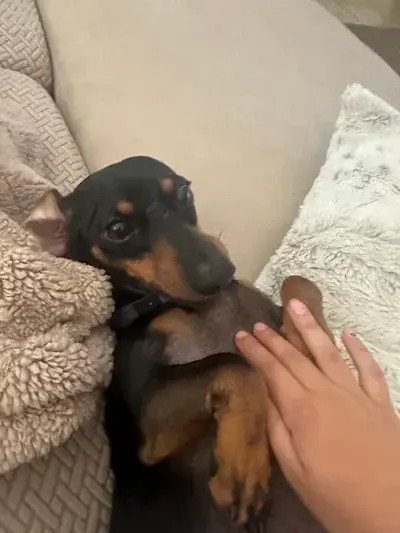 SheerChest3097의 Hazbin hotel