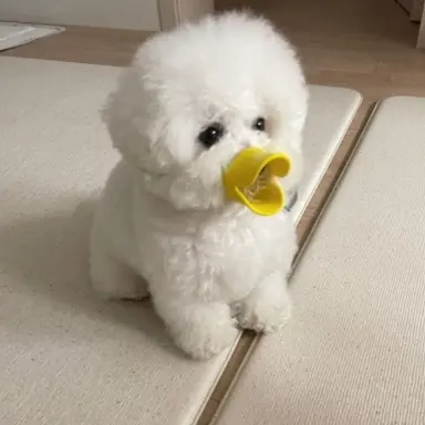 Profile image of 해피