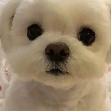 Profile image of 피크