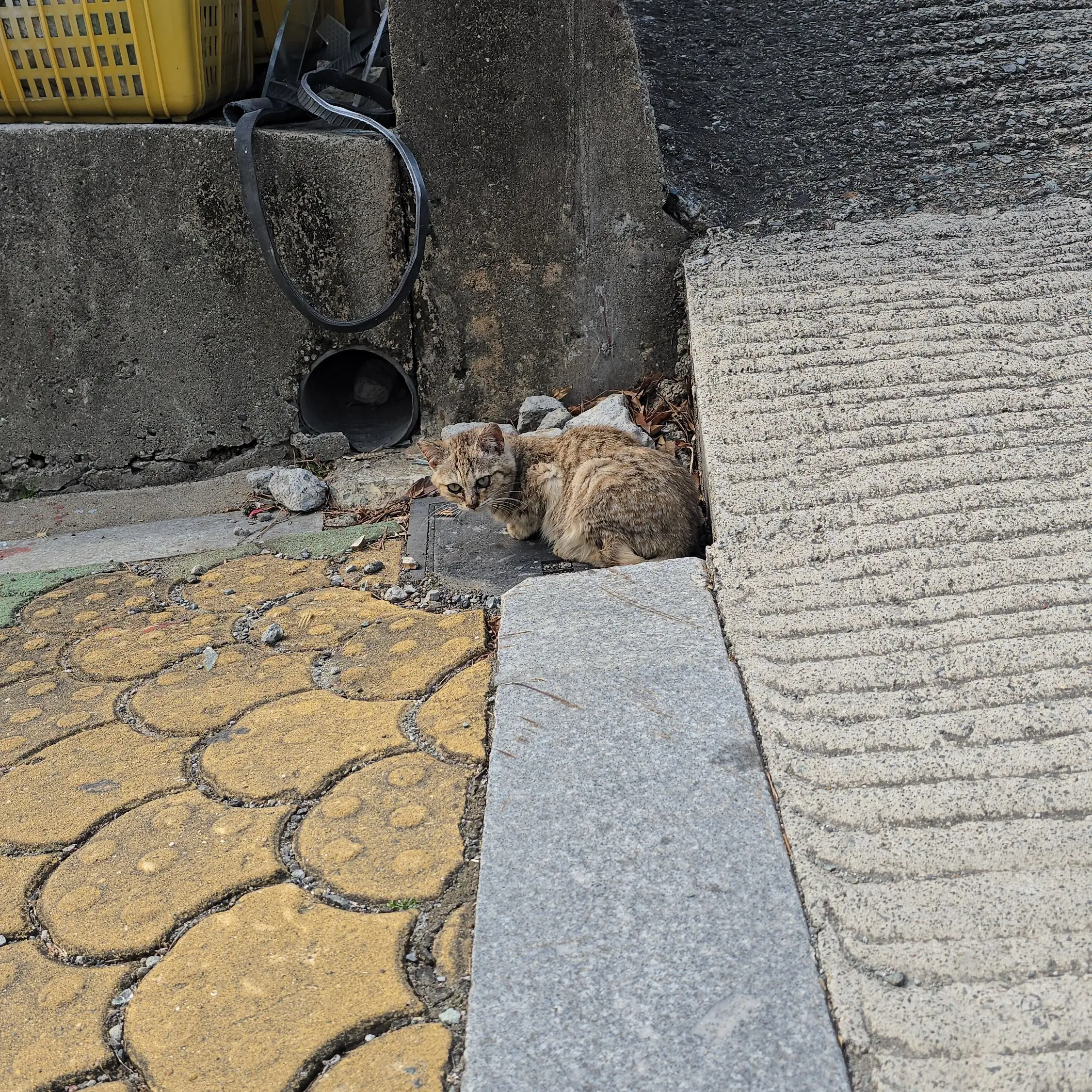 SuperbPeach6568의 쌍둥이