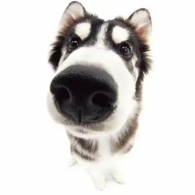 Profile image of Bones