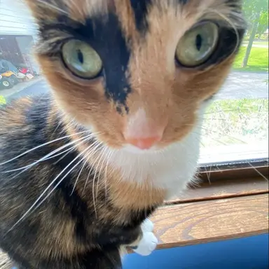 Profile image of Luna