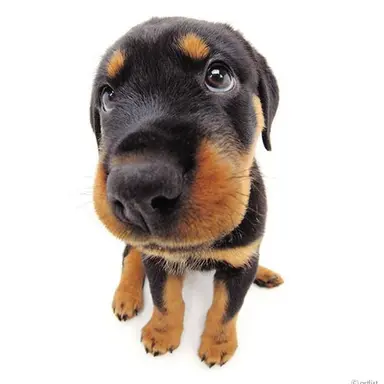 Profile image of Duke