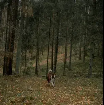 Profile image of TF141-HYBRID USER