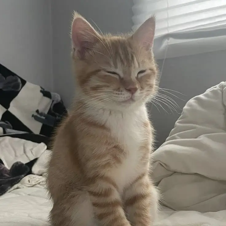 Bakugochan의 오늘부터 고양이