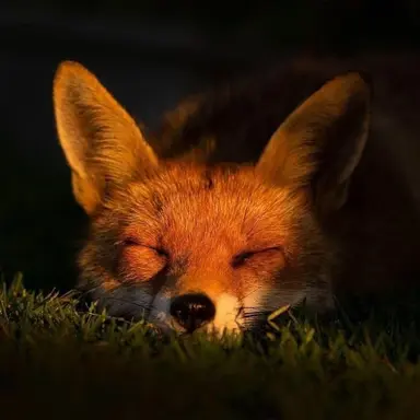 Profile image of うぉぬ