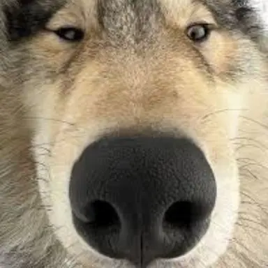 Profile image of 늑대