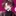 ルチアーノ· ヴァルガス
