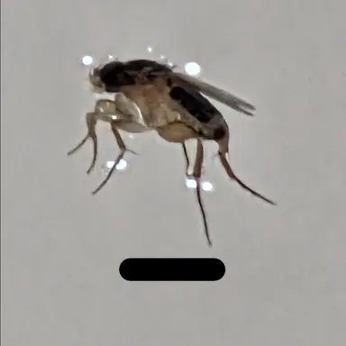Profile image of 폐급 파리