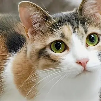 Profile image of にゃんたろう