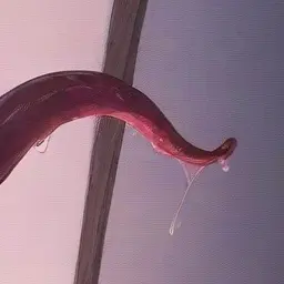 Profile image of 触手