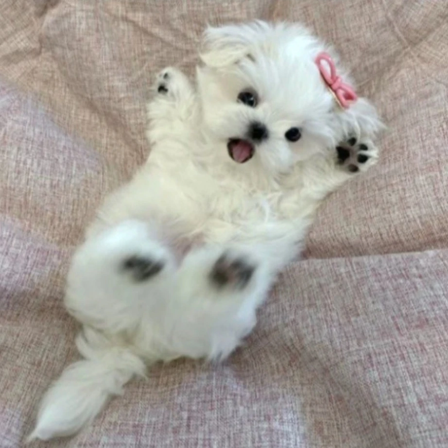토미