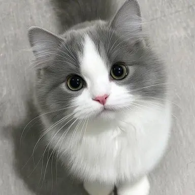 Profile image of 꼬밍