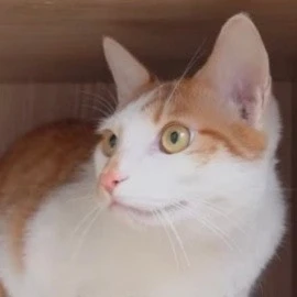 도도
