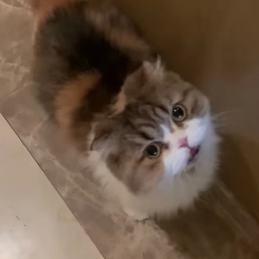 츄츄