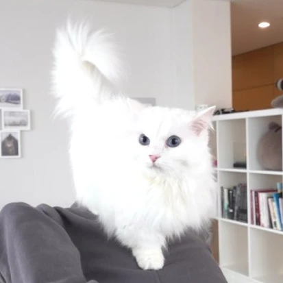 라라