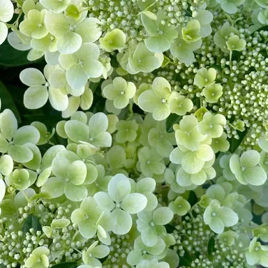 Profile image of 叢雲カゲツ