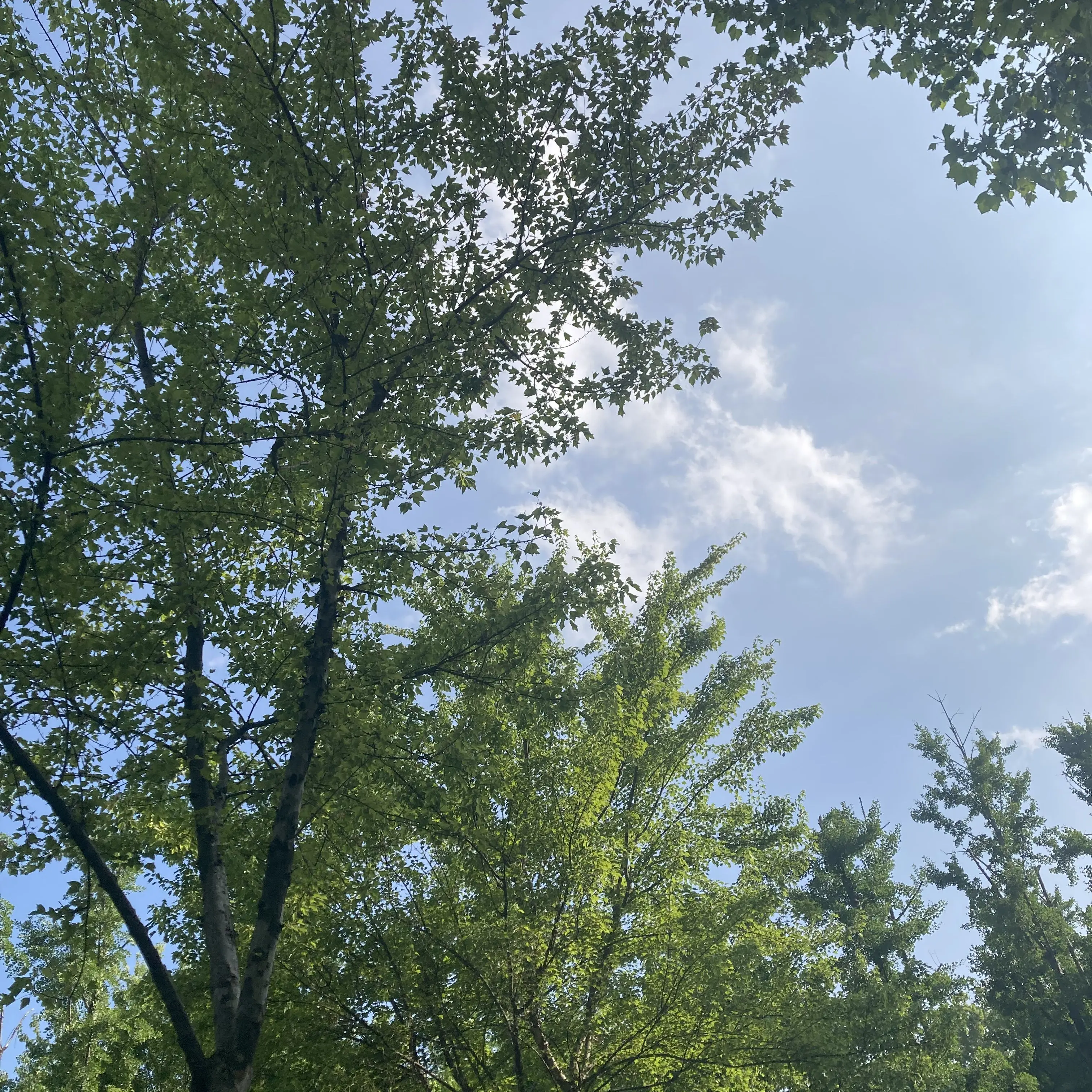 TrueFence9180의 이능력 연구소 RPG