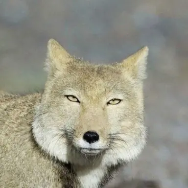 Profile image of 여우