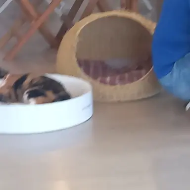 Profile image of 또니 경장