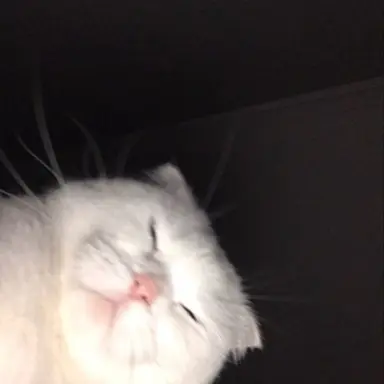 Profile image of 닝이줘