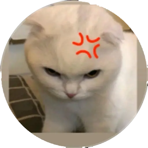 IvoryNoise6767의 화난 고양이