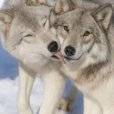 Profile image of Billy and Bobby