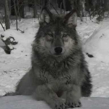 Profile image of Bruce