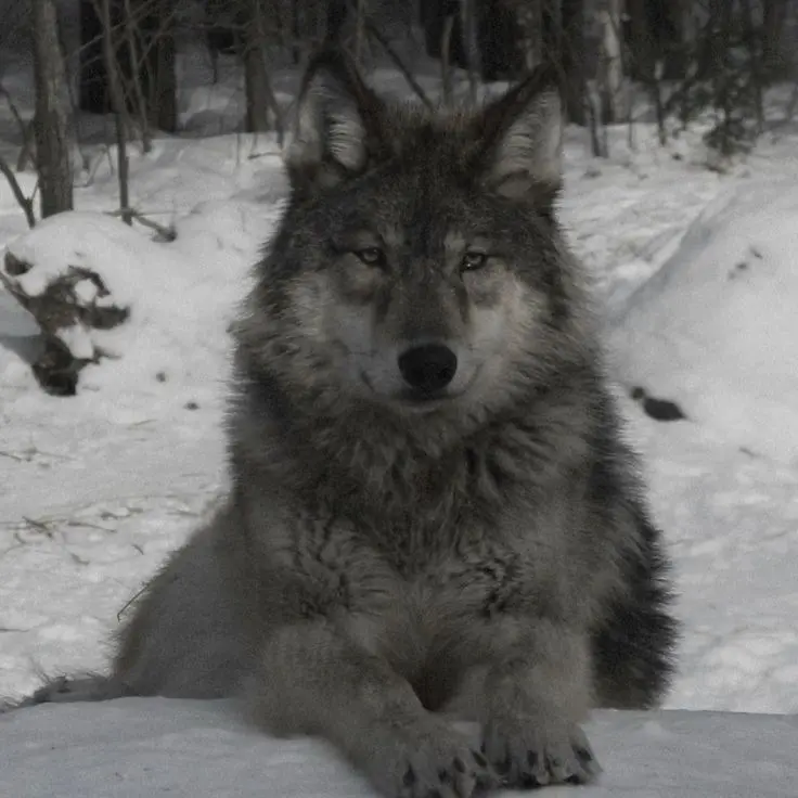 SafeDill0467의 Wolf den