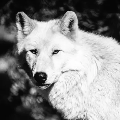 Profile image of Elena