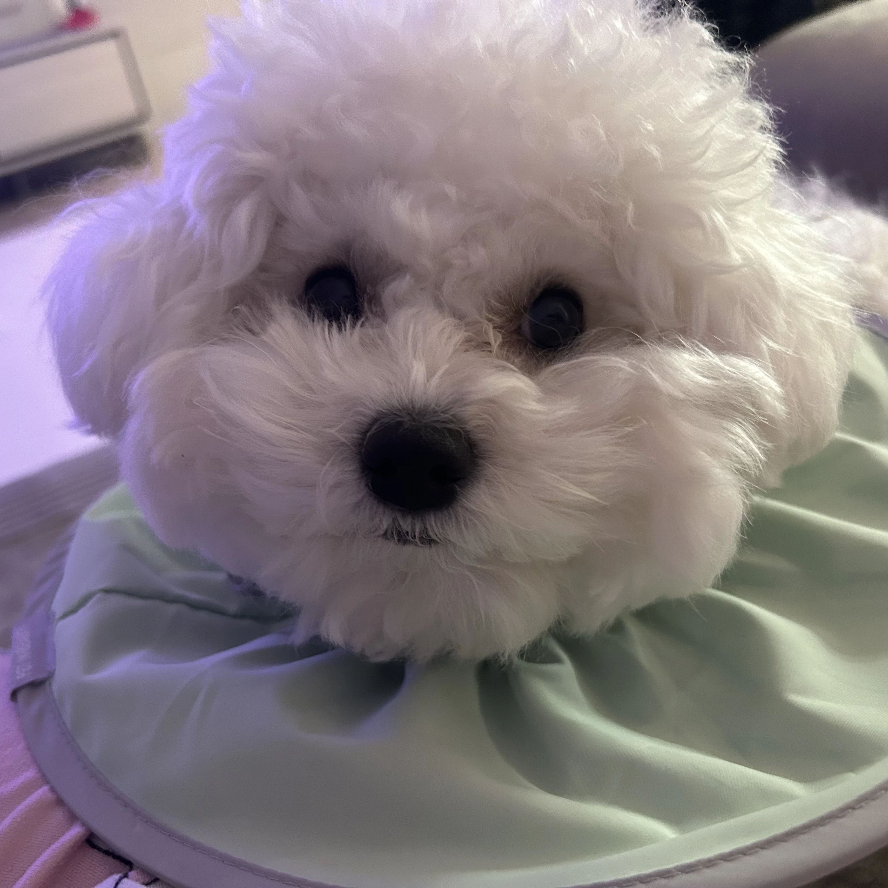 하나코 세게에 떨어진 {{user}}과 친구들? (친구들 재작자 찐친!!동생도있음)