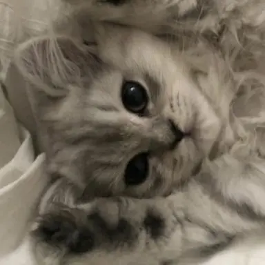 Profile image of ウジ