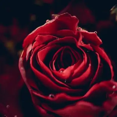 Profile image of 플래그