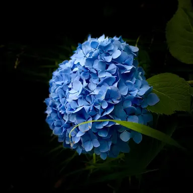 Profile image of 파이브