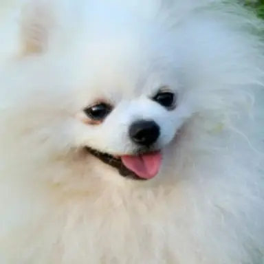 Profile image of 하콩